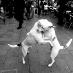 dogs fighting by Roberto Trm
