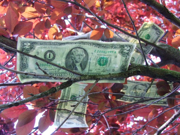 Money doesn't grow on trees; or does it by ohkylelattwitter